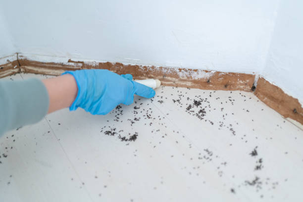 Best Flea Control Services  in Hoxie, AR